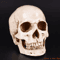 Lifesize Human Skull Resin Model Realistic Anatomy Head Replica For Decor Study 0