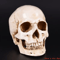 Lifesize Human Skull Resin Model Realistic Anatomy Head Replica For Decor Study 0
