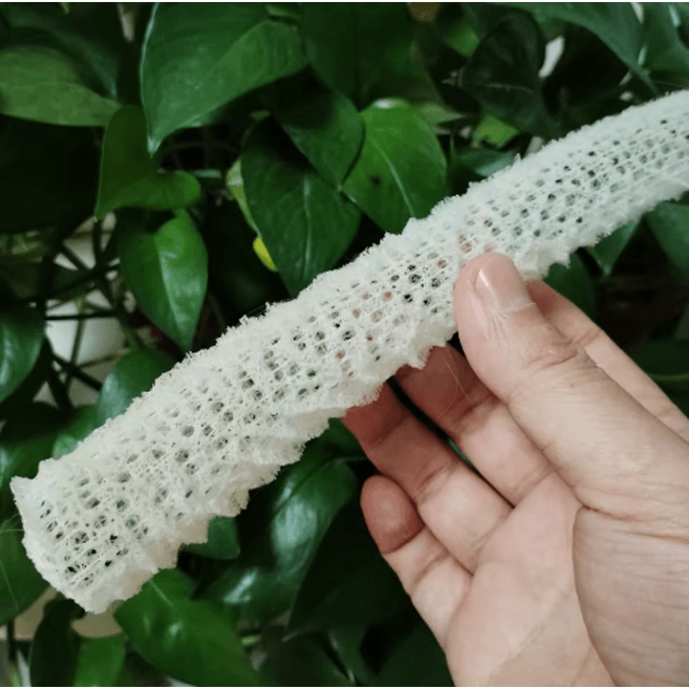 Natural Venus Flower Basket Sponge Euplectella Ocean Shell Decor 3
