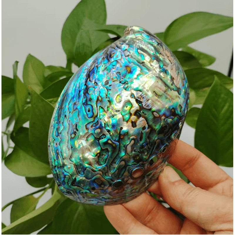 Paua Abalone Shell Smudge Kit With Stand Natural Sage Cleansing Decor Set 2