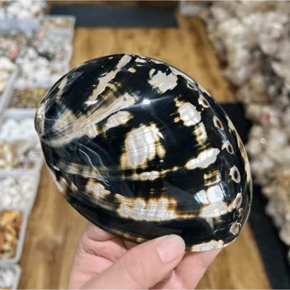 Paua Abalone Shell Smudge Kit With Stand Natural Sage Cleansing Decor Set 3