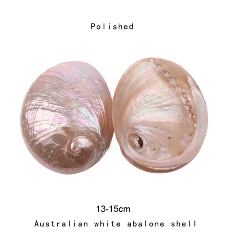 Paua Abalone Shell Smudge Kit With Stand Natural Sage Cleansing Decor Set 5