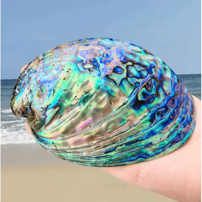 Paua Abalone Shell Smudge Kit With Stand Natural Sage Cleansing Decor Set 7