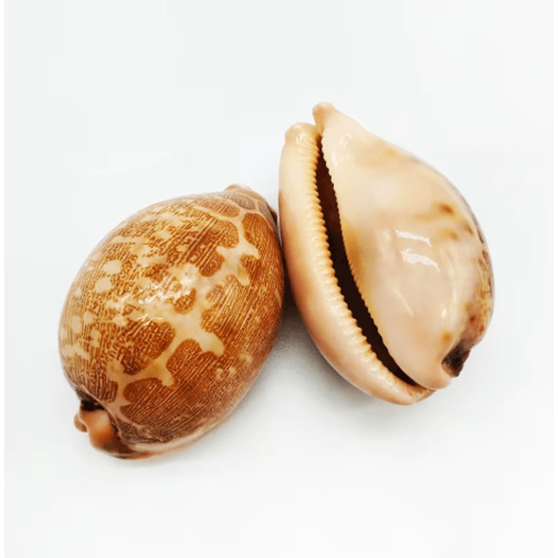 2PCS Eyed Cowrie Shell Set Natural Sea Shell Decor For Aquarium Coastal Styling 1