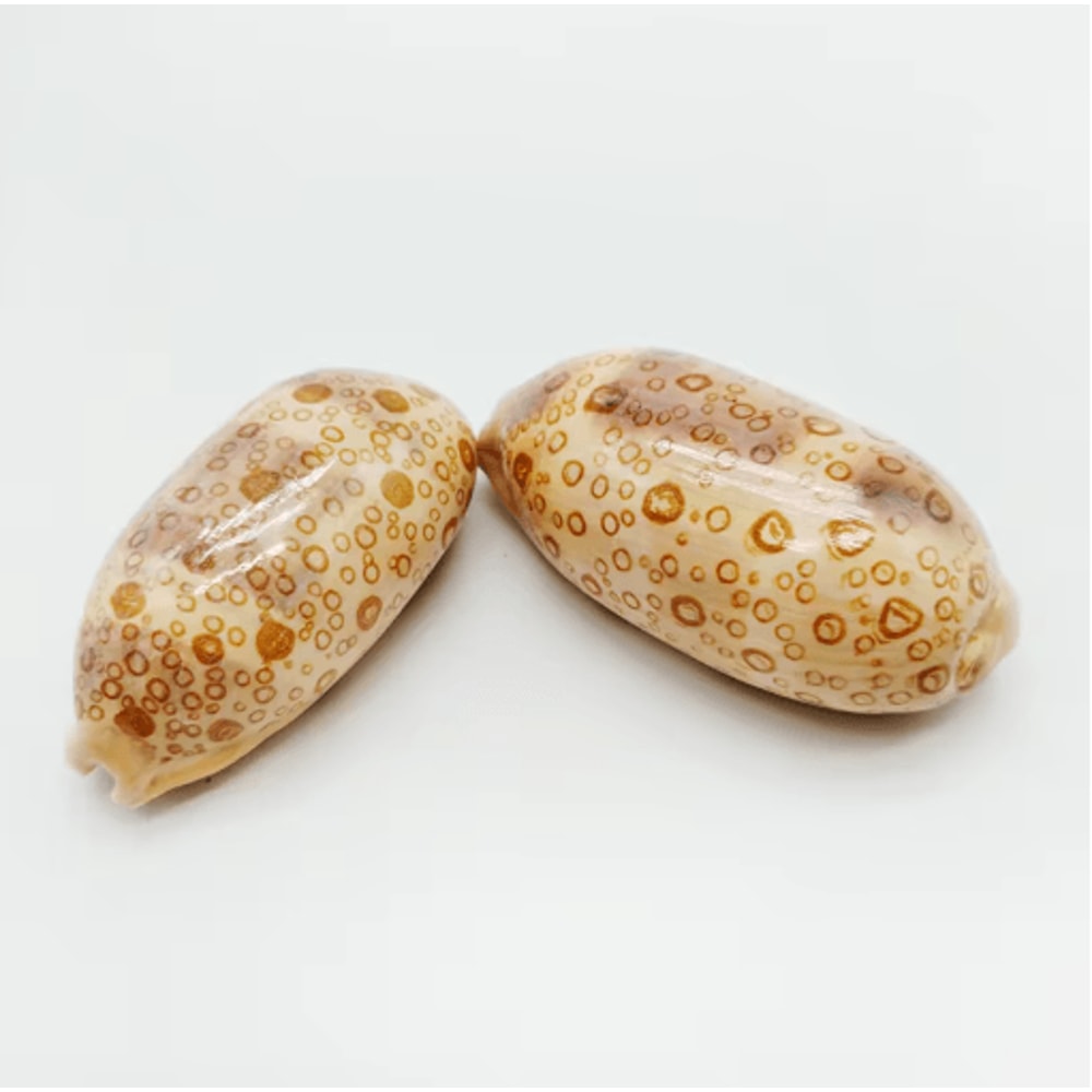 2PCS Eyed Cowrie Shell Set Natural Sea Shell Decor For Aquarium Coastal Styling 2