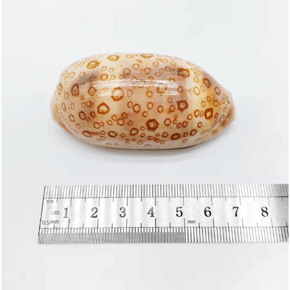 2PCS Eyed Cowrie Shell Set Natural Sea Shell Decor For Aquarium Coastal Styling 4