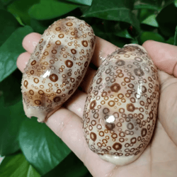 2pcs eyed cowrie shell set natural sea shell decor for aquarium & coastal styling