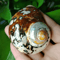 Natural South African Turban Seashell Turbo Snail Shell For Coastal Decor Crafts 4