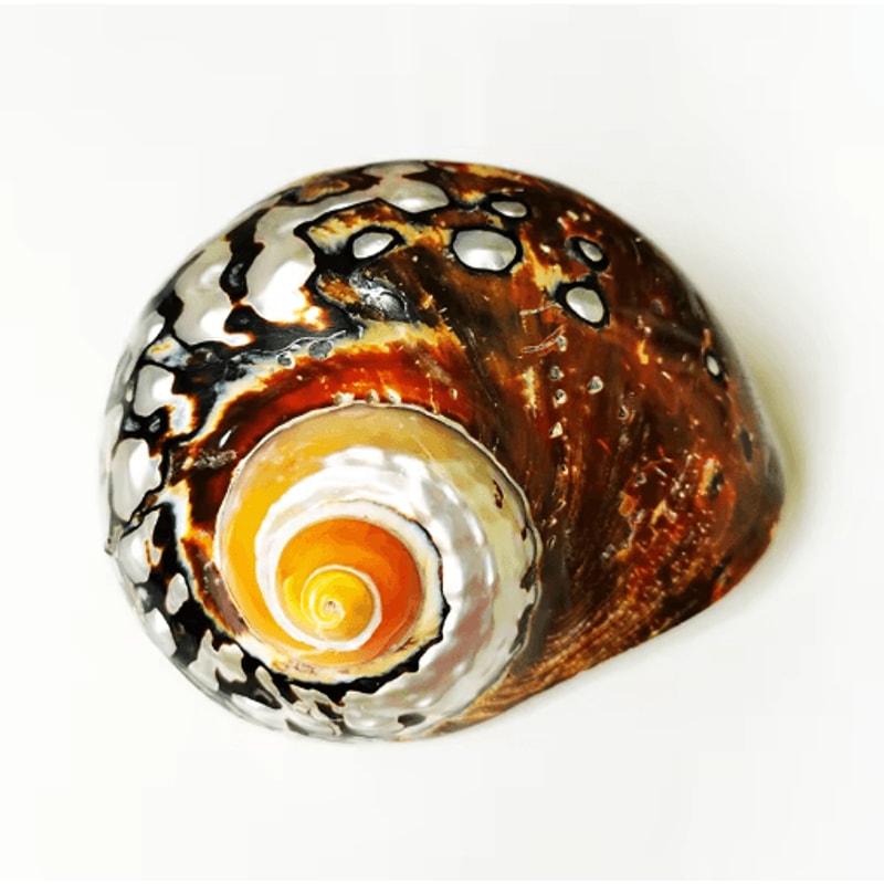 Natural South African Turban Seashell Turbo Snail Shell For Coastal Decor Crafts 5