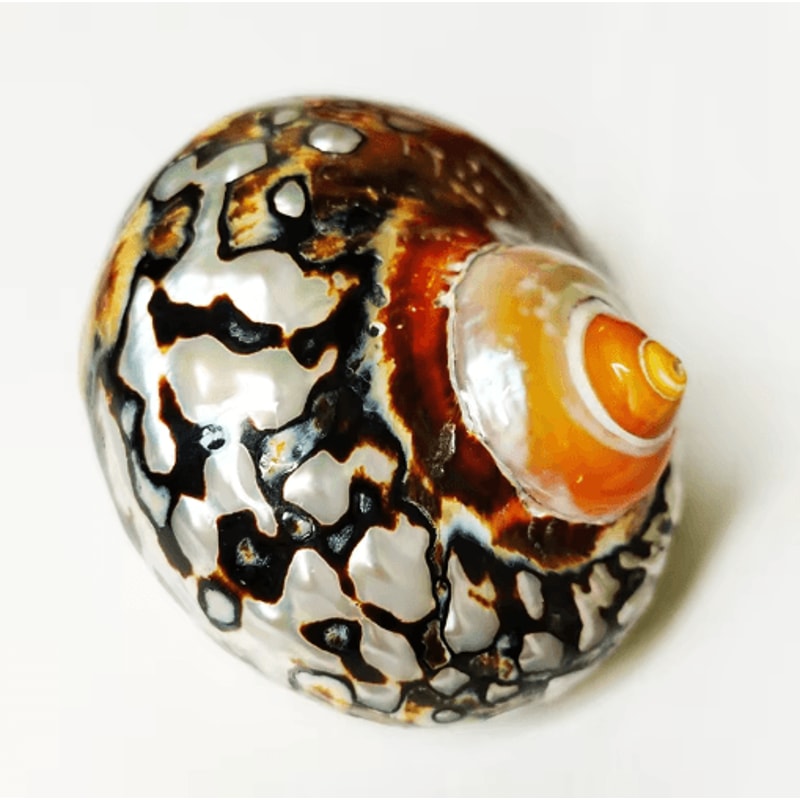 Natural South African Turban Seashell Turbo Snail Shell For Coastal Decor Crafts 0