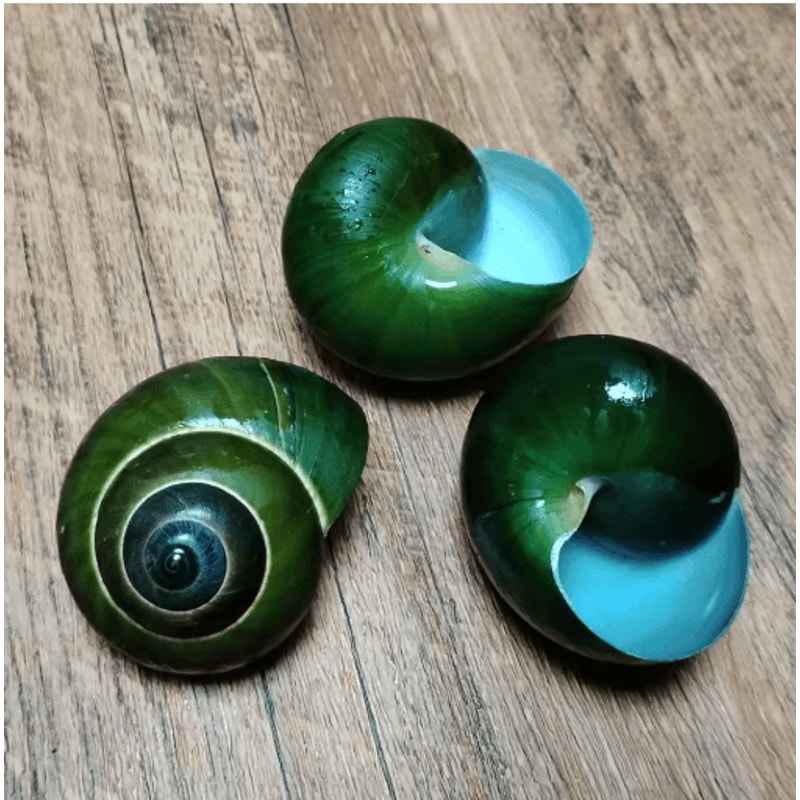 Natural Jade Snail Shell Aquarium Decoration Unique Specimen For Fish Tank Landscaping 2