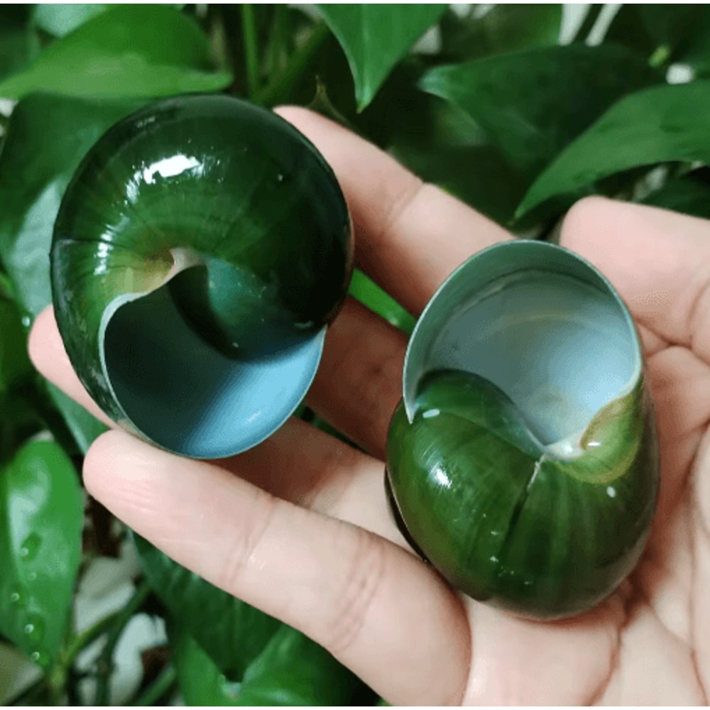 Natural Jade Snail Shell Aquarium Decoration Unique Specimen For Fish Tank Landscaping 4