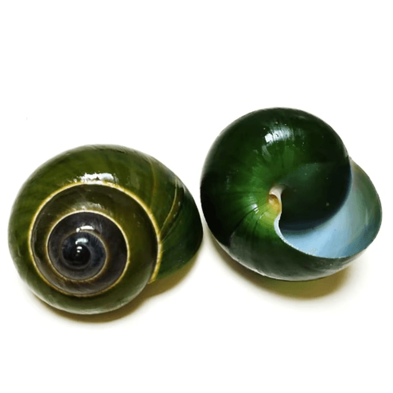 Natural Jade Snail Shell Aquarium Decoration Unique Specimen For Fish Tank Landscaping 5