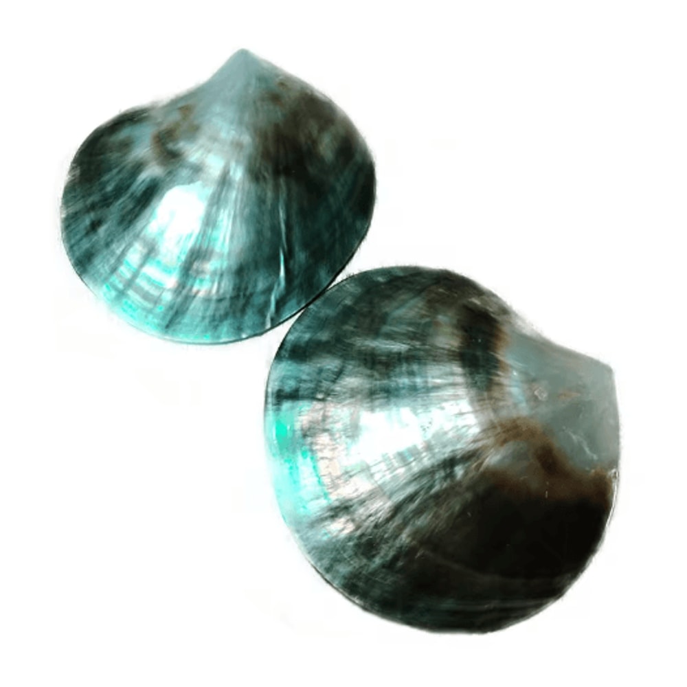 Black Mother Of Pearl Shell Polished Sea Shell For DIY Jewelry Elegant Decor 1