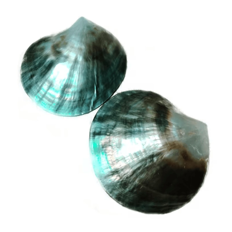 Black Mother Of Pearl Shell Polished Sea Shell For DIY Jewelry Elegant Decor 1