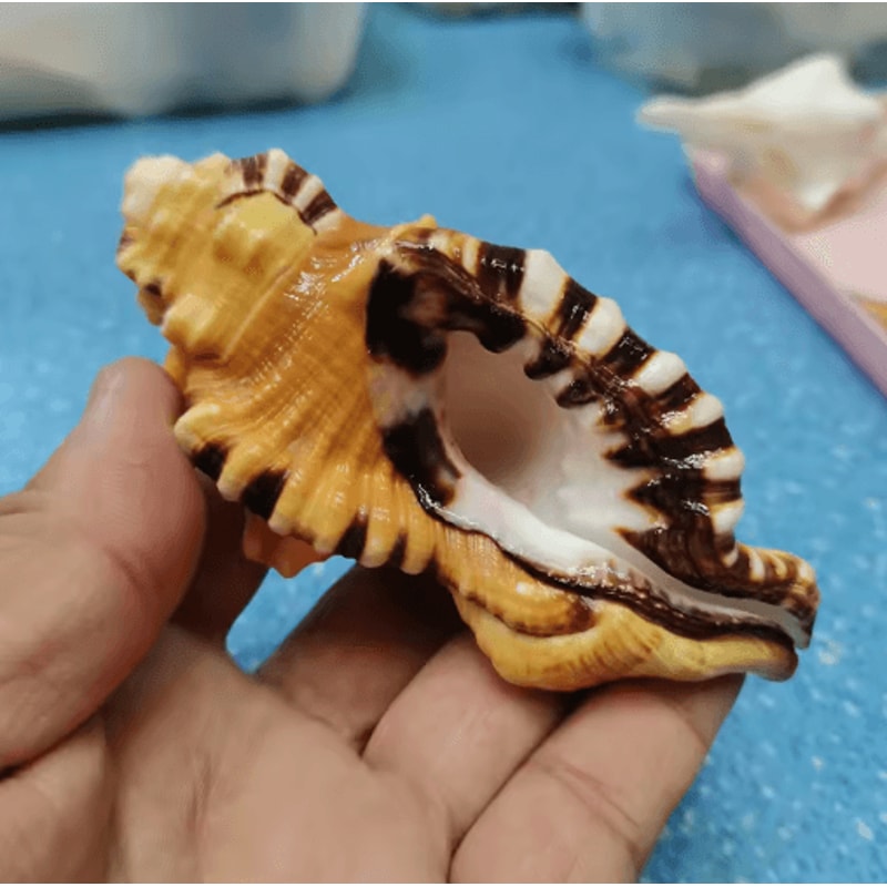 Natural Triton Sea Shell Conch BlackSpotted Aquarium Decor Photography Prop 1