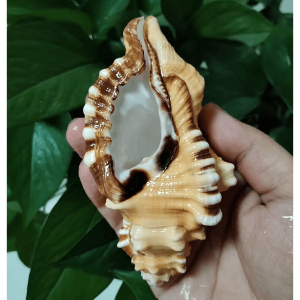 Natural Triton Sea Shell Conch BlackSpotted Aquarium Decor Photography Prop 3