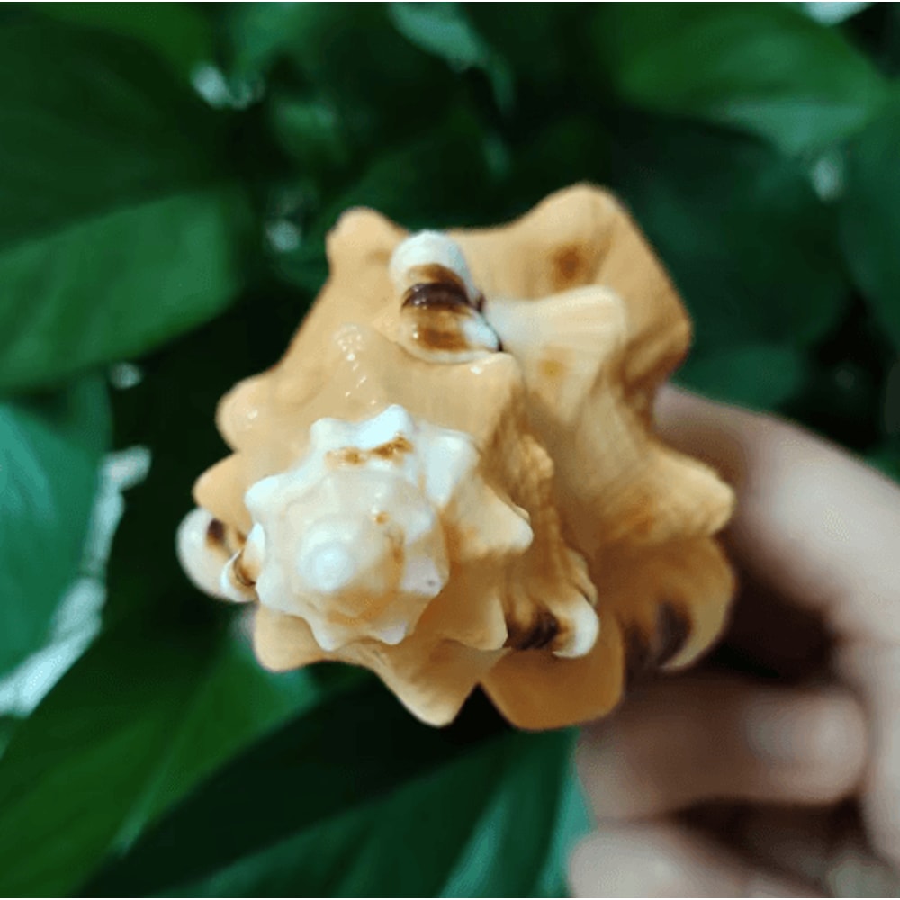 Natural Triton Sea Shell Conch BlackSpotted Aquarium Decor Photography Prop 4