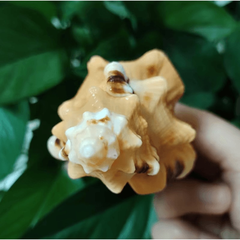 Natural Triton Sea Shell Conch BlackSpotted Aquarium Decor Photography Prop 4