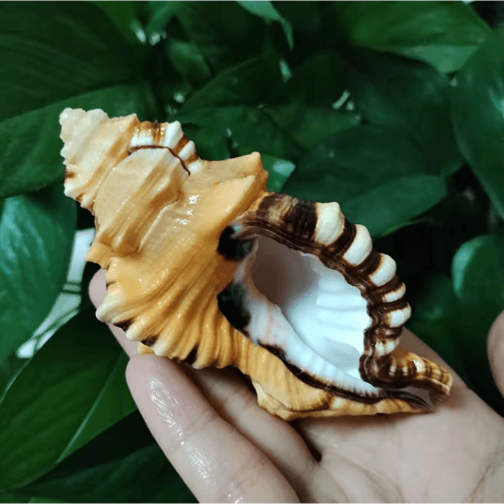 Natural Triton Sea Shell Conch BlackSpotted Aquarium Decor Photography Prop 5