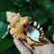 Natural Triton Sea Shell Conch BlackSpotted Aquarium Decor Photography Prop 5