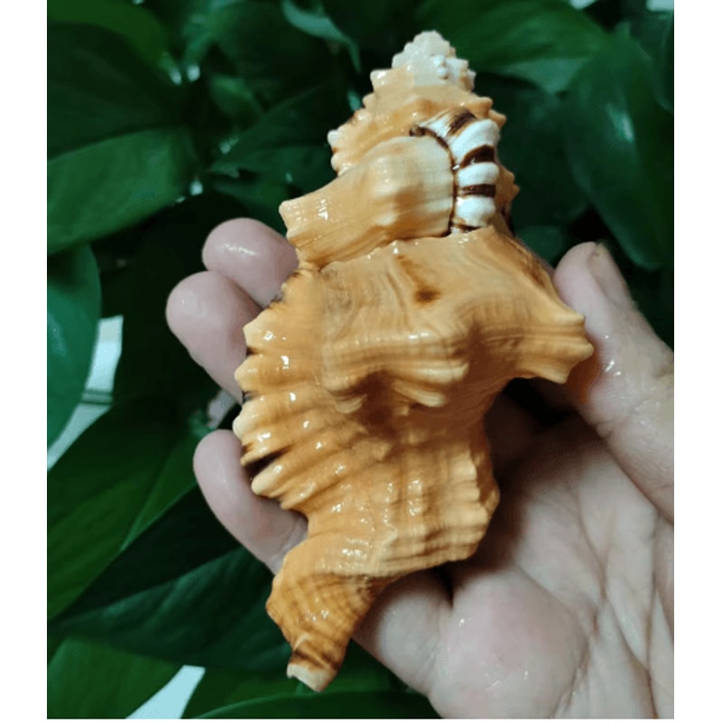 Natural Triton Sea Shell Conch BlackSpotted Aquarium Decor Photography Prop 6