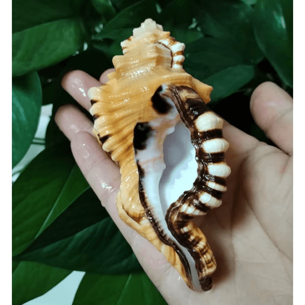 Natural Triton Sea Shell Conch BlackSpotted Aquarium Decor Photography Prop 0