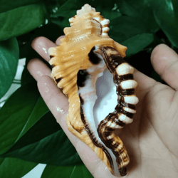 natural triton sea shell conch – black-spotted aquarium decor & photography prop