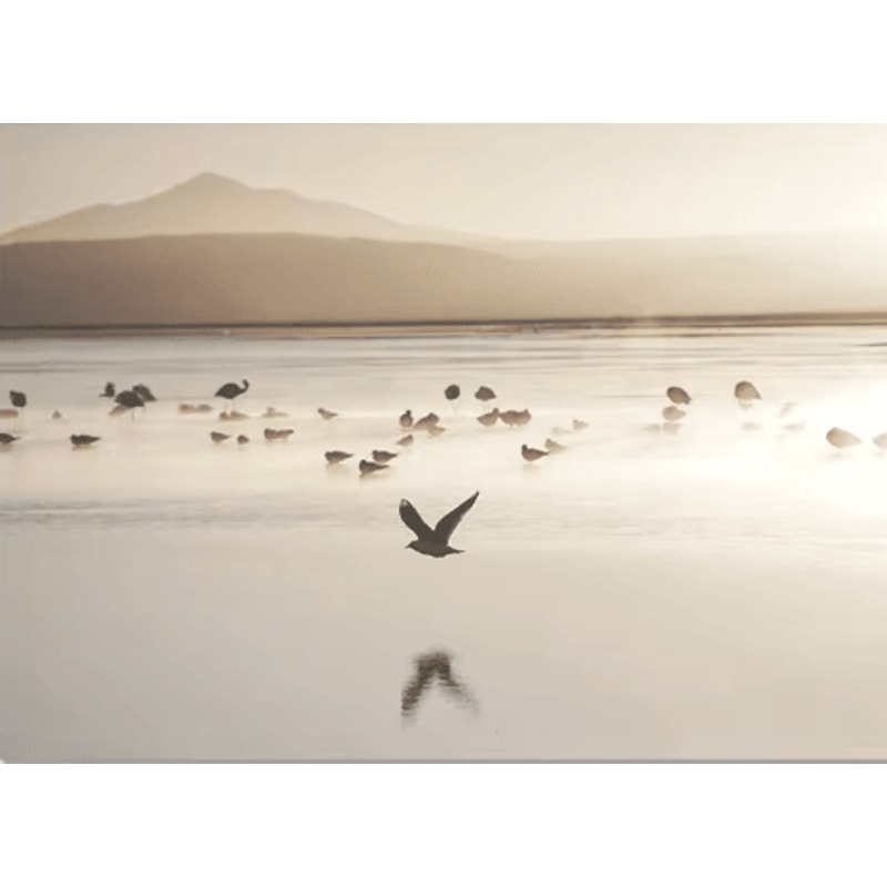 Nordic White Shell Beach Dandelion Canvas Wall Art Minimalist Coastal Decor 2