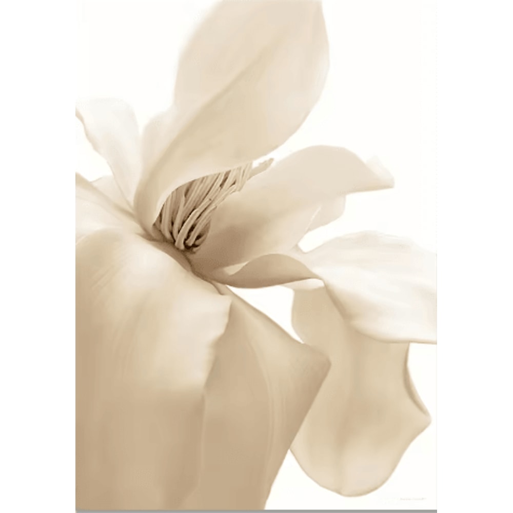 Nordic White Shell Beach Dandelion Canvas Wall Art Minimalist Coastal Decor 6