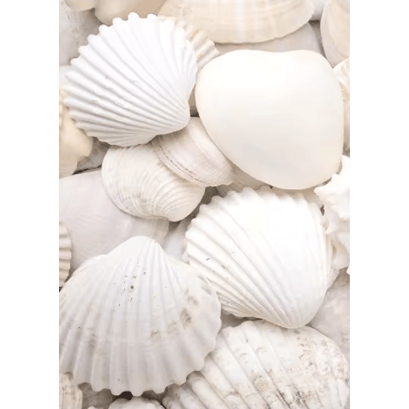 Nordic White Shell Beach Dandelion Canvas Wall Art Minimalist Coastal Decor 7