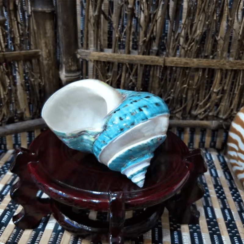 Natural Hermit Crab Shell Set Decorative Large Seashells For Decor 911cm Coastal Accents 2