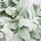 10Pack Lambs Ear Greenery Stems Soft Touch Artificial Lambs Ear Stems For Floral Decor 4