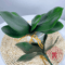 Realistic Phalaenopsis Orchid Leaves Lifelike Artificial Orchid Leaves For Floral Arrangements 3