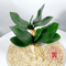 Realistic Phalaenopsis Orchid Leaves Lifelike Artificial Orchid Leaves For Floral Arrangements 0