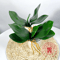 Realistic Phalaenopsis Orchid Leaves Lifelike Artificial Orchid Leaves For Floral Arrangements 0