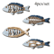 4Piece Wooden Fish Wall Decor Coastal Ocean Wall Art Set 1