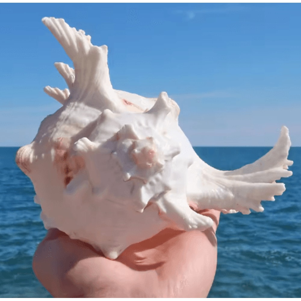 Large Murex Ramosus Shell Natural Ocean Conch Table Decor 4