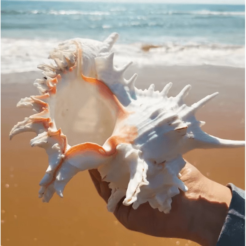 Large Murex Ramosus Shell Natural Ocean Conch Table Decor 5