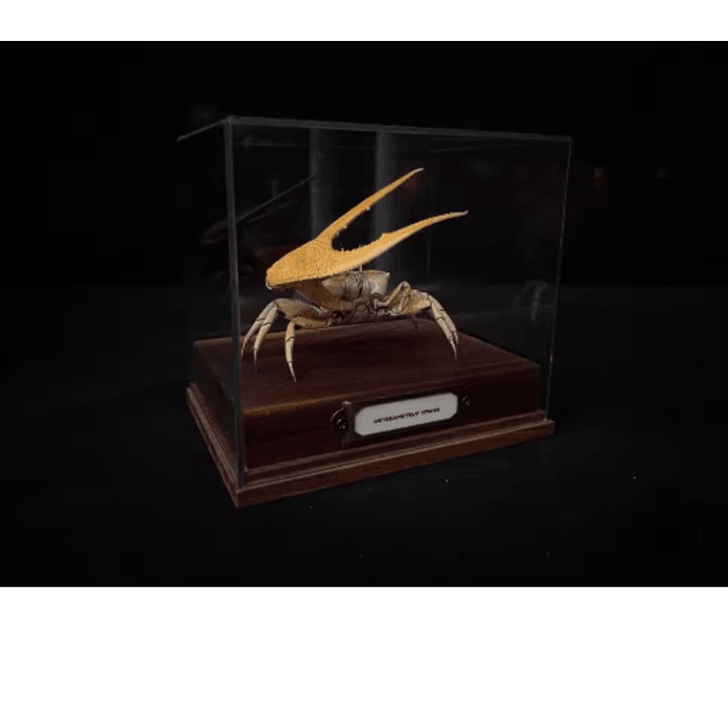 Real Crab Specimen Display Handcrafted Natural Collector Decor With Custom Options 1