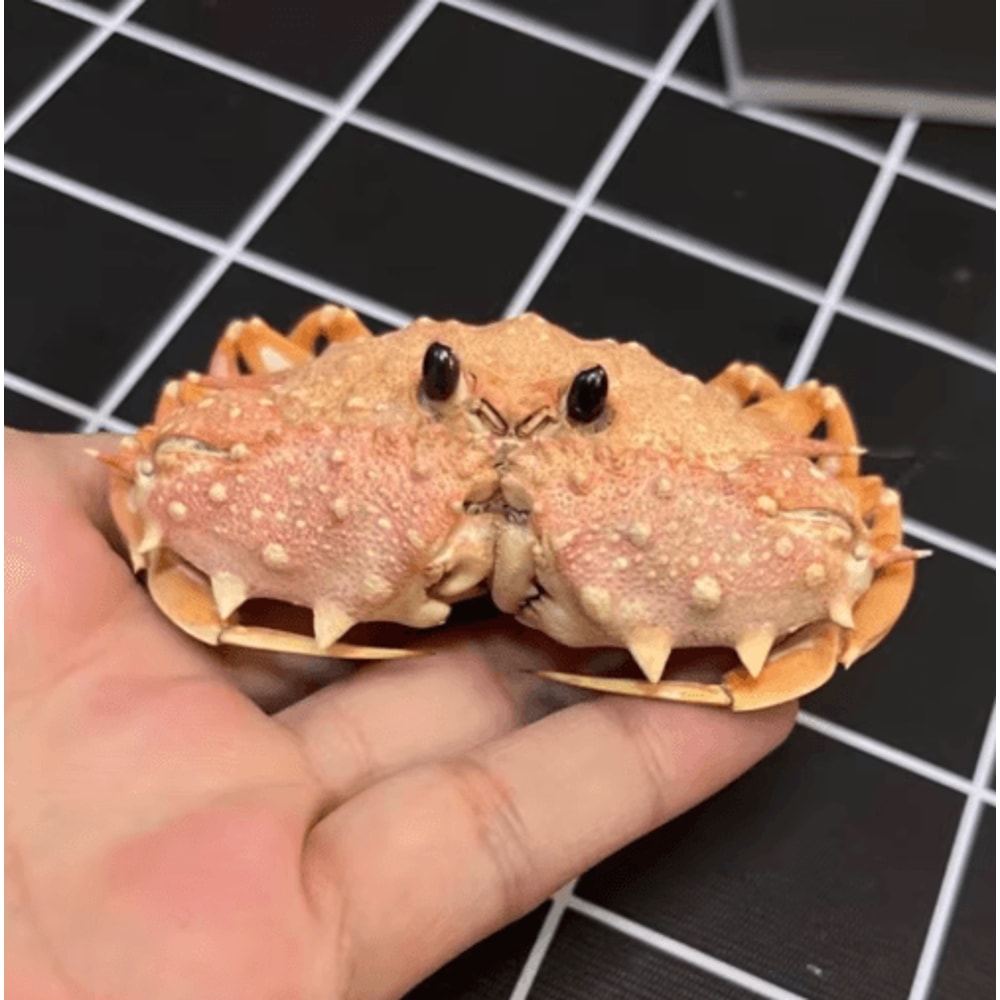 Real Crab Specimen Display Handcrafted Natural Collector Decor With Custom Options 10