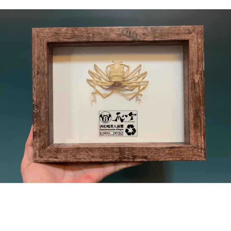 Real Crab Specimen Display Handcrafted Natural Collector Decor With Custom Options 11