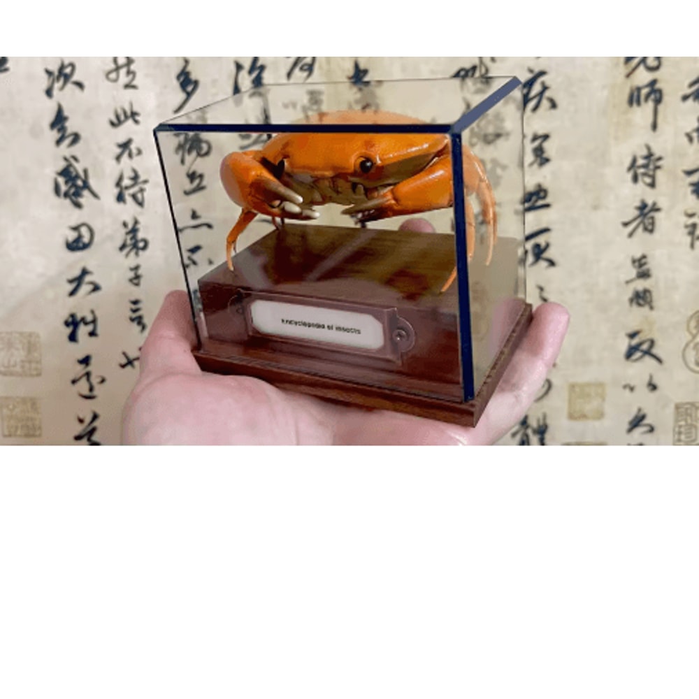 Real Crab Specimen Display Handcrafted Natural Collector Decor With Custom Options 12