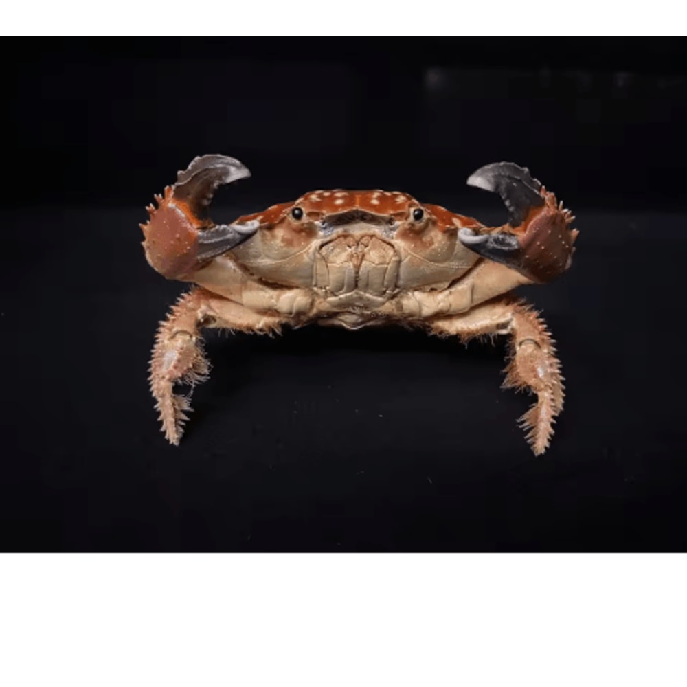 Real Crab Specimen Display Handcrafted Natural Collector Decor With Custom Options 2