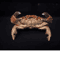 Real Crab Specimen Display Handcrafted Natural Collector Decor With Custom Options 2