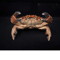 Real Crab Specimen Display Handcrafted Natural Collector Decor With Custom Options 2