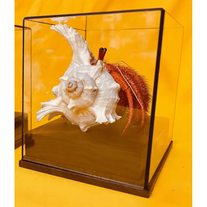 Real Crab Specimen Display Handcrafted Natural Collector Decor With Custom Options 3