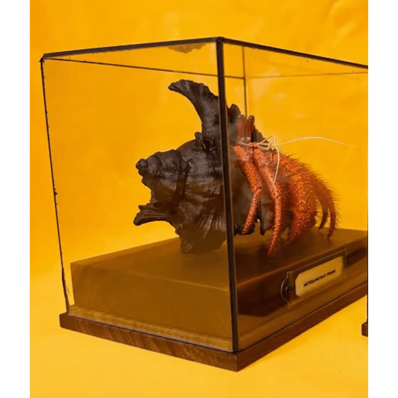 Real Crab Specimen Display Handcrafted Natural Collector Decor With Custom Options 4