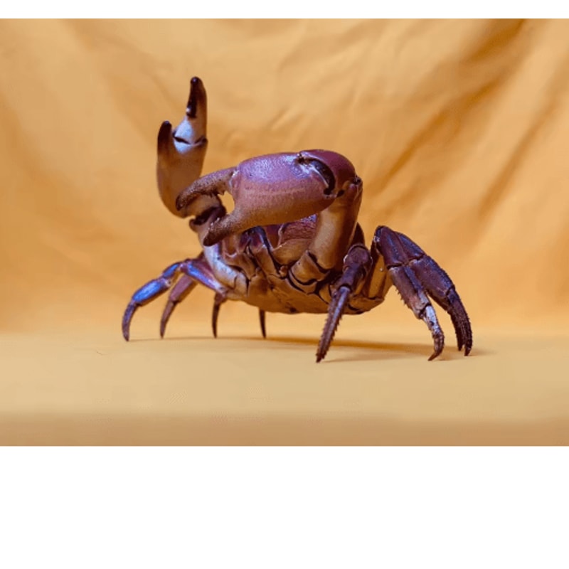 Real Crab Specimen Display Handcrafted Natural Collector Decor With Custom Options 5