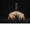 Real Crab Specimen Display Handcrafted Natural Collector Decor With Custom Options 6